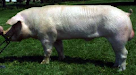 Cerdos Peitrain