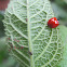 Spotless Ladybug