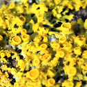 yellow lichen