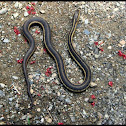 Eastern Ribbon Snake