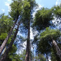 Eastern Hemlock