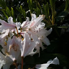 Rhododendron 
