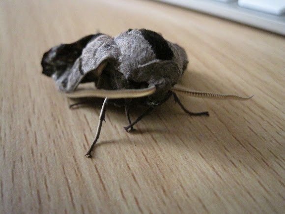 Spotting Image 1