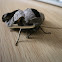 hawk eye moth