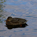 Mallard Duck