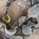 Copperhead