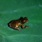 Dendropsophus parviceps