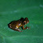 Dendropsophus parviceps