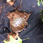 Eastern Box Turtle