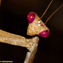 Preying Mantis