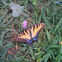 Eastern Tiger Swallowtai