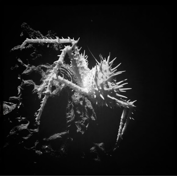 Spotting Image 1