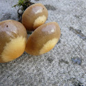 Sheathed woodtuft