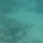 Titan triggerfish
