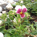 Pansy