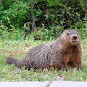 Groundhog