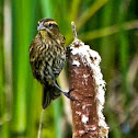 Female Red Wing Black Birds on Cattails.