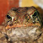 Cane Toad