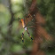 Golden Silk Orb-Weaver or Banana Spider
