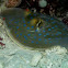 Bluespotted stingray
