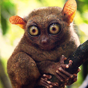 Philippine Tarsier  by Roland Caranzo - Animals Other Mammals ( animal photographers, nature photographers, cebu photographers, caranzo digital )