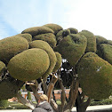 Ciprés mediterráneo. Cypress