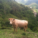 Bull
