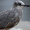 Laughing Gull