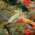 Chromodoris kuniei