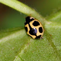 Yellow ladybug