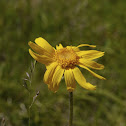 Arnica, Arnika