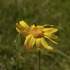 Arnica, Arnika