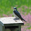 Tree Swallow