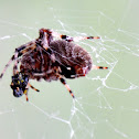 Hentz's orb weaver