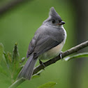 Tufted Titmouse