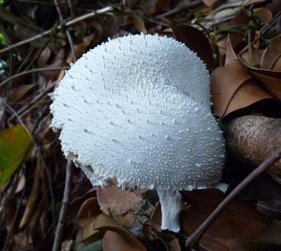Spotting Image 1