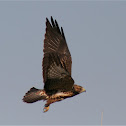 Swainson's Hawk