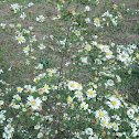 daisy