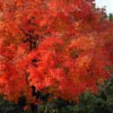 Maple tree