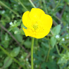 Bulbous Buttercup