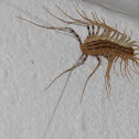 House centipede