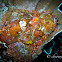 Scorpionfish