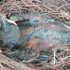 baby bird