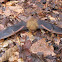 Tricolored Bat