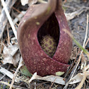 Eastern Skunk Cabbage