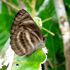 Brown Butterfly