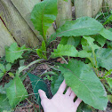 Huge Dandelion!