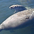  Manatees of Florida