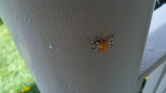 Spotting Image 1