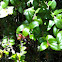 Huckleberry
